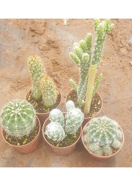 Reyon 5 Adet Farklı Kaktüs Pakedi, 5.5 cm Saksıda