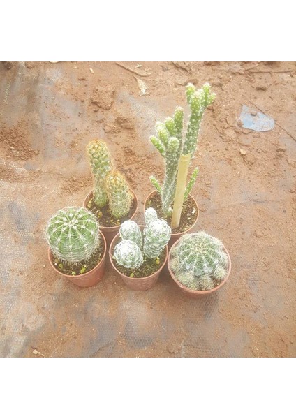 Reyon 5 Adet Farklı Kaktüs Pakedi, 5.5 cm Saksıda fiyatları