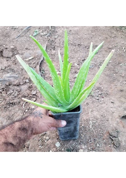 Reyon Tüketilebilir Aloevera, Küçük Boy, Torbada