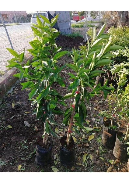 Reyon 3 Yaş Aşılı Kokulu King Mandalina Fidanı, Torbada fiyatları