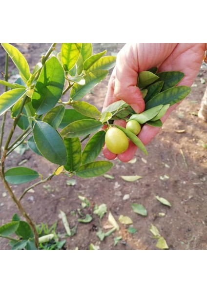 Reyon 3 Yaş Aşılı Limonkamkat Fidanı, Torbada fiyatları