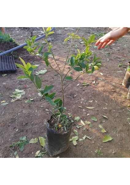 Reyon 3 Yaş Aşılı Limonkamkat Fidanı, Torbada modelleri