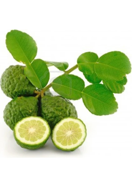 Reyon 5 Yaş Aşılı Kaffir Lime Limon Fidanı, Torbada