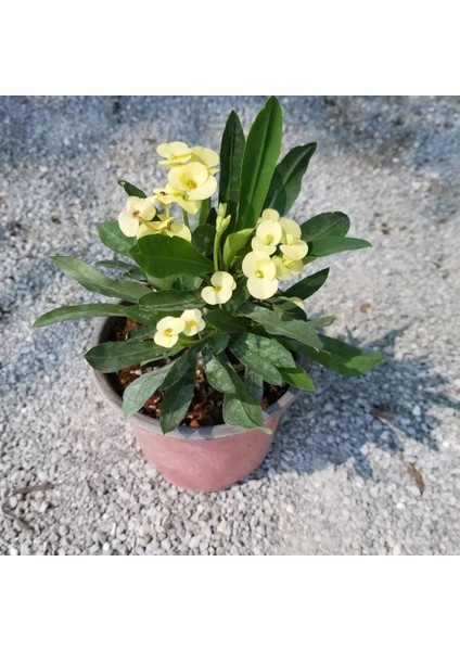 Reyon Ithal Orijinal Sarı Euphorbia Milii / Dikenler Tacı Küçük Saksıda fiyatları