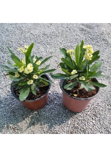 Reyon Ithal Orijinal Sarı Euphorbia Milii / Dikenler Tacı Küçük Saksıda modelleri