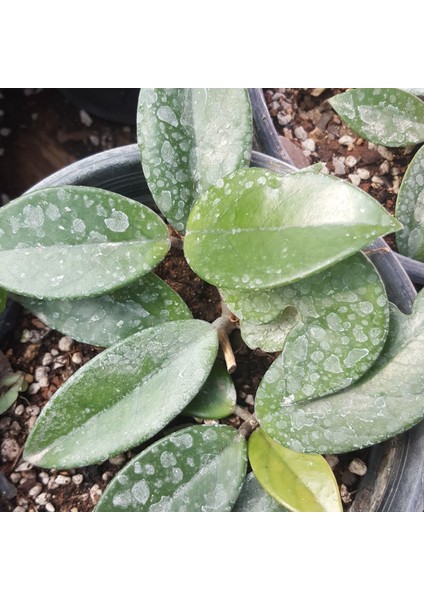 Reyon 4 Yaş Hoya Cornosa Mum Çiçeği, Saksıda fiyatları