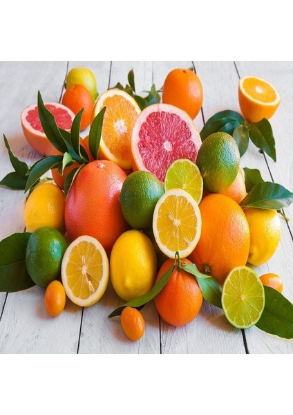 Reyon Aşılı Kamkat+Yediveren Limon+Mandalina Pakedi, Torbada