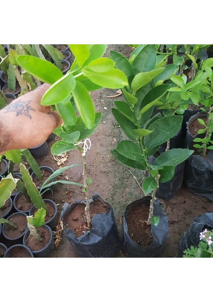 Reyon 2 Yaş Aşılı Tahiti Lime Yeşil Limon Fidanı, Torbada