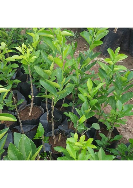 Reyon 2 Yaş Aşılı Tahiti Lime Yeşil Limon Fidanı, Torbada