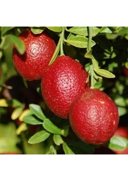 Reyon 4 Yaş Aşılı Blood Lime Kırmızı Limon Fidanı, Torbada