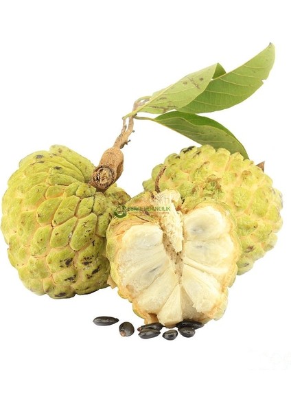 Reyon 2 Yaş Tropikal Sugar Apple (Şeker Elma) Fidanı, Torbada