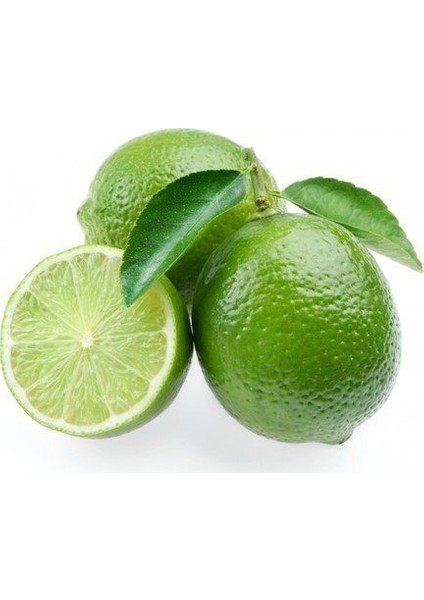 Reyon 5 Yaş Aşılı Lime (Meksika) Limonu Fidanı, Saksıda