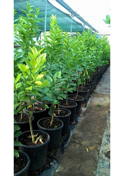 Reyon 5 Yaş Aşılı Lime (Meksika) Limonu Fidanı, Saksıda fiyatları