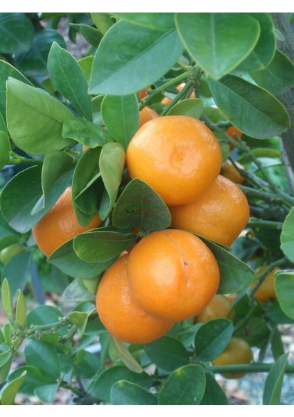Reyon 6 Yaş Aşılı Fukutshu Obovata (Iri Kamkat) Fidanı, Saksıda