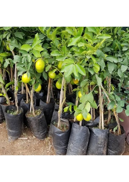 Reyon 3 Yaş Aşılı Mayer Limon Fidanı, Torbada fiyatları