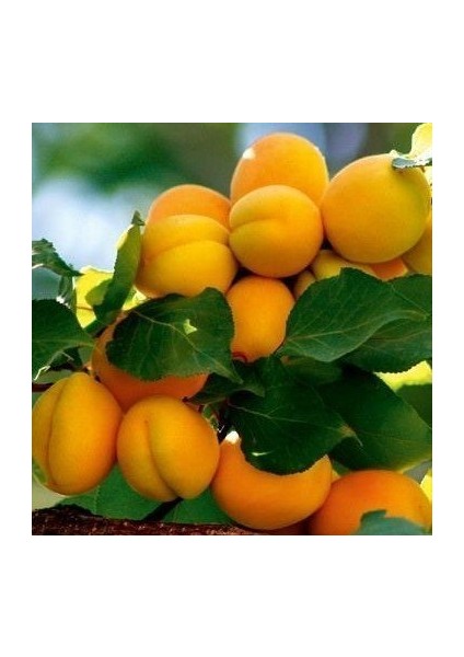 Reyon 4 Yaş Aşılı Malatya Kayısı Fidanı, Saksıda