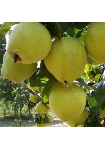 Reyon 7 Yaş Aşılı Limon Ayva Fidanı , Saksıda