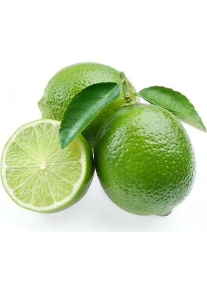 Reyon 5 Yaş Aşılı Dikensiz Mexican Lime Limon Fidanı, Torbada