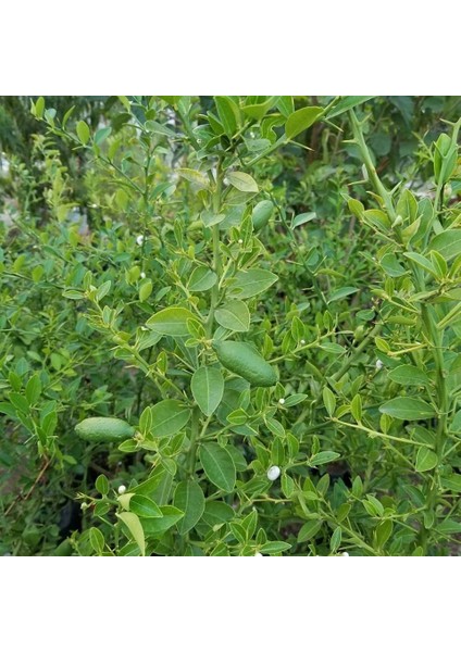 Reyon 6 Yaş Aşılı Finger Lime Parmak Limon Fidanı, Torbada