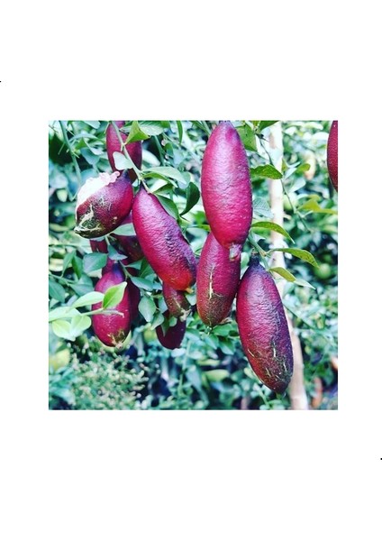 Reyon 5 Yaş Aşılı Finger Lime Red Champagne, Torbada