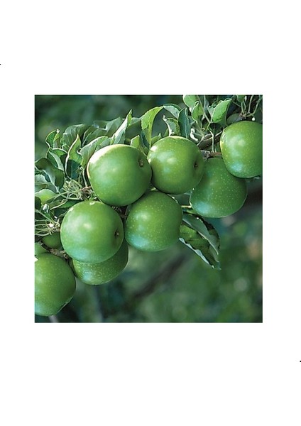 Reyon 3 Yaş, Aşılı Elma Fidanı Granny Smith, Torbada