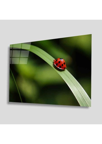 Yeşil Cam Tablo 4mm Dayanıklı Temperli Cam