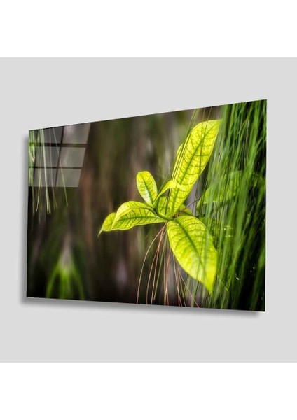 Yeşil Cam Tablo 4mm Dayanıklı Temperli Cam
