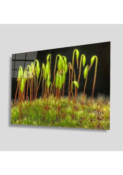 Yeşil Cam Tablo 4mm Dayanıklı Temperli Cam