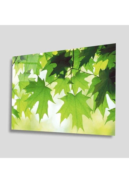 Yeşil Cam Tablo 4mm Dayanıklı Temperli Cam