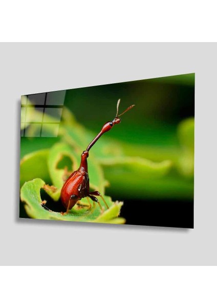 Yeşil Cam Tablo 4mm Dayanıklı Temperli Cam