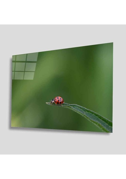 Yeşil Cam Tablo 4mm Dayanıklı Temperli Cam