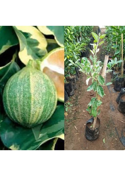 Reyon 4 Yaş Aşılı Tropikal Alacalı Limon Fidanı, Torbada fiyatları