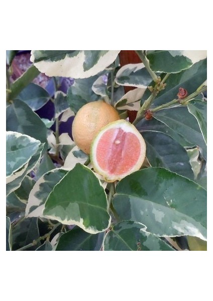 Reyon 6 Yaş Aşılı Tropikal Alacalı Limon Fidanı, Torbada