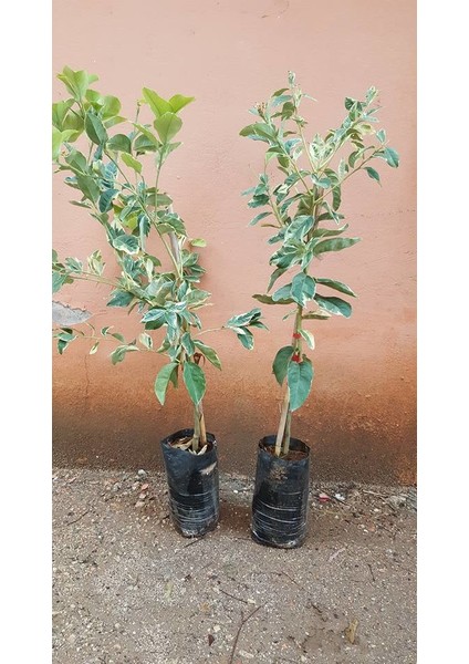 Reyon 6 Yaş Aşılı Tropikal Alacalı Limon Fidanı, Torbada