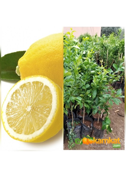 Reyon Bahçe Reyon 3 Yas Aşılı Bodur Yediveren Limon Fidanı, Torbada