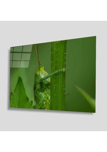 Yeşil Cam Tablo 4mm Dayanıklı Temperli Cam