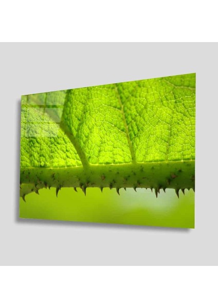 Yeşil Cam Tablo 4mm Dayanıklı Temperli Cam