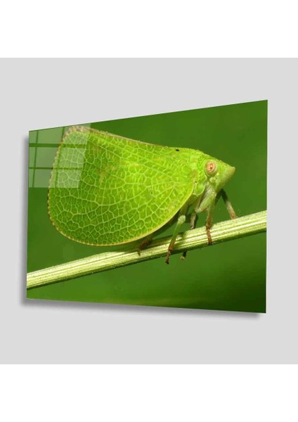 Yeşil Cam Tablo 4mm Dayanıklı Temperli Cam