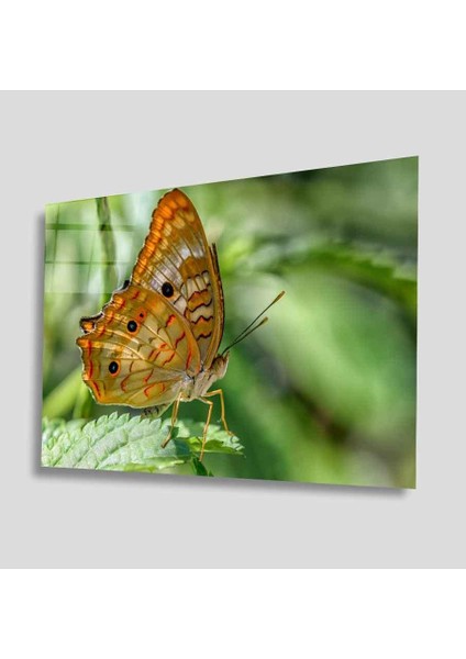 Yeşil Cam Tablo 4mm Dayanıklı Temperli Cam