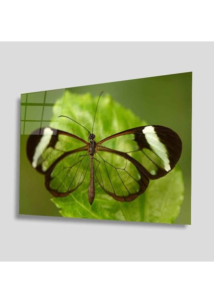 Yeşil Cam Tablo 4mm Dayanıklı Temperli Cam