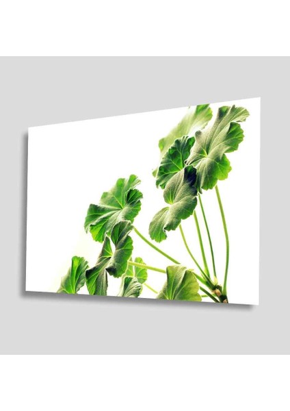 Yeşil Cam Tablo 4mm Dayanıklı Temperli Cam