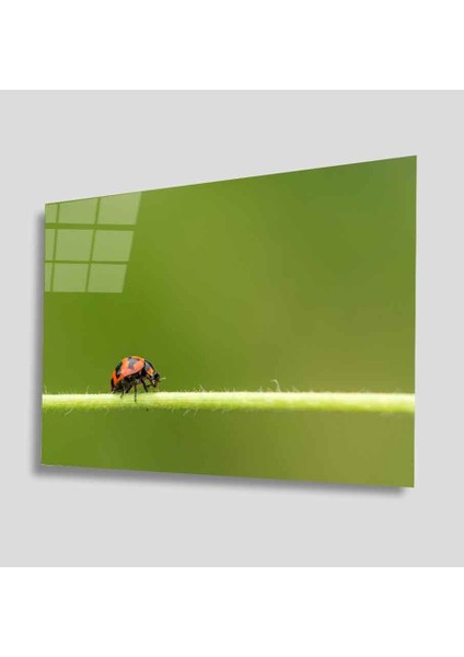 Yeşil Cam Tablo 4mm Dayanıklı Temperli Cam