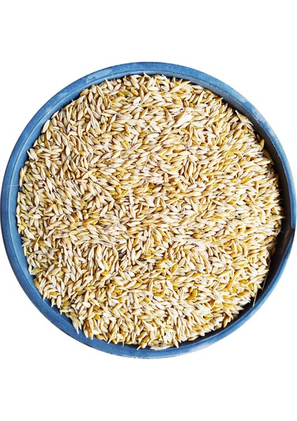 Tüm Arpa - 15 kg Tavuk Yemi Yemlik Arpa Kanatlı Yemi Kaz Ördek Yemi Kuş Yemi