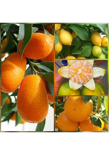 Reyon 4 Lü Aşılı Özel Narenciye Fidanı Pakedi (Kamkat, Limon, Mandalin, Portakal)