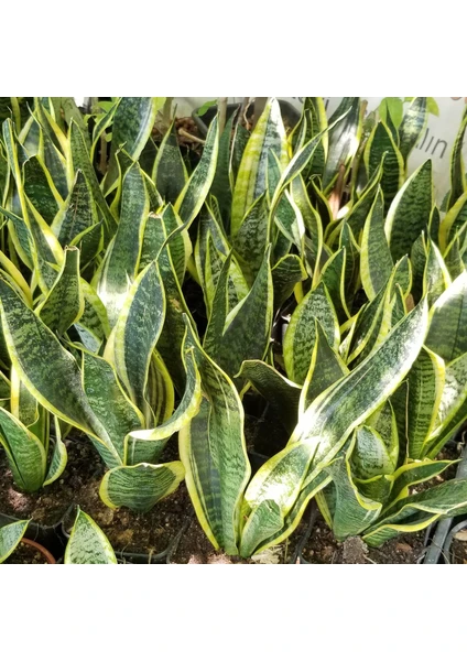 Reyon Büyük Boy Peygamber Kılıcı Sansevieria Trifasciata, Saksıda