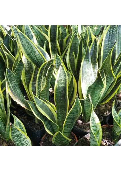 Reyon Büyük Boy Peygamber Kılıcı Sansevieria Trifasciata, Saksıda