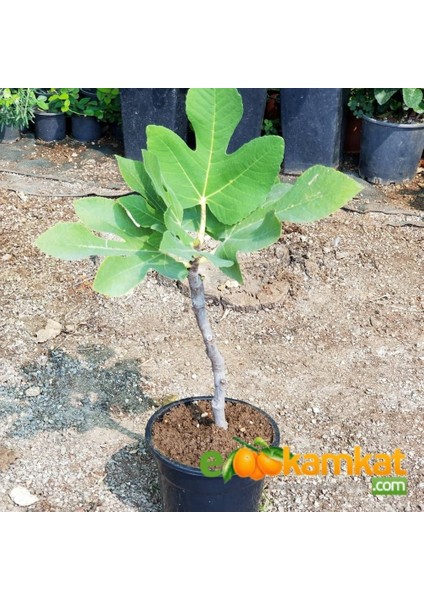 Reyon 2 Yaş Bonsai Bodur Incir Fidanı, Saksıda modelleri