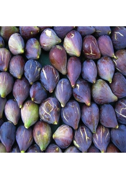 Reyon 2 Yaş Karadeniz Patlıcan Incir Fidanı, Torbada