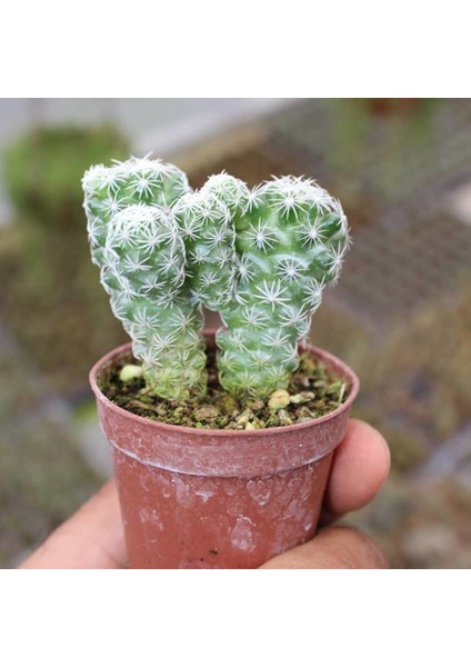 Reyon Mammillaria Gracilis Kartopu Kaktüs 5.5 cm Saksıda