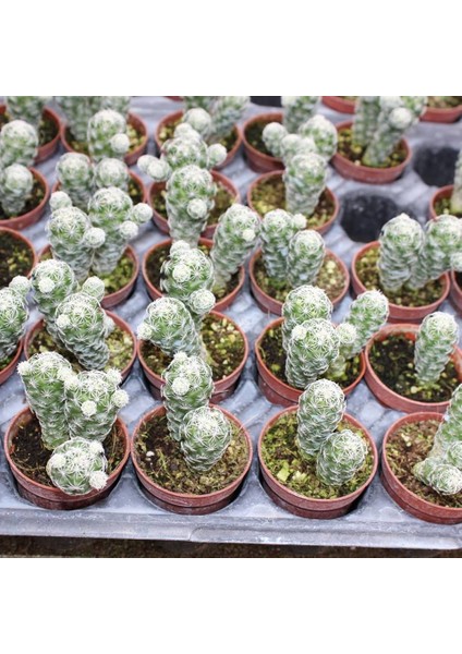 Reyon Mammillaria Gracilis Kartopu Kaktüs 5.5 cm Saksıda fiyatları